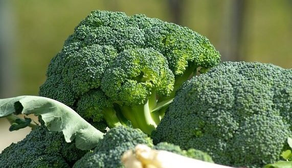brokoli bakımı